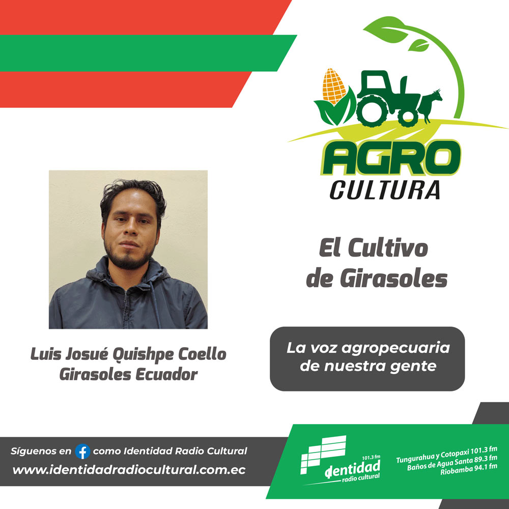 El Cultivo de Girasoles